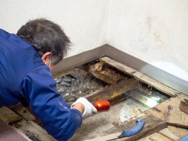 Best Kitchen Mold Remediation in Ardmore, AL