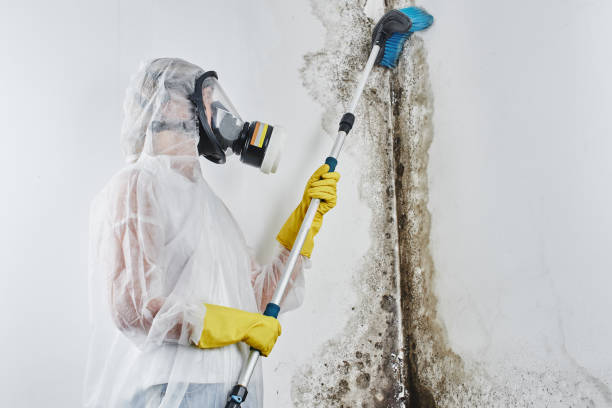 Ardmore, AL Mold Remediation Company