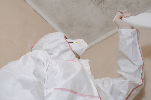 Best Residential Mold Remediation in Ardmore, AL