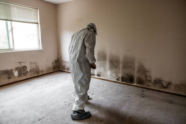 Best Attic Mold Remediation in Ardmore, AL